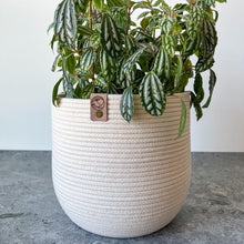 Load image into Gallery viewer, The Frond Planter